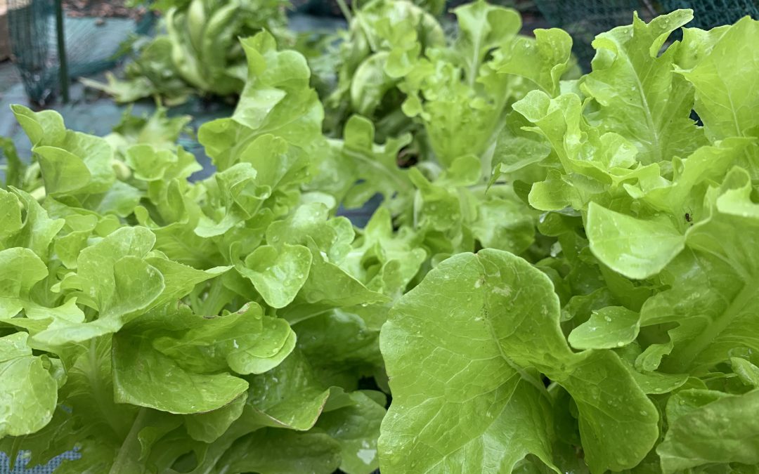 Questo mese mangia… la lattuga